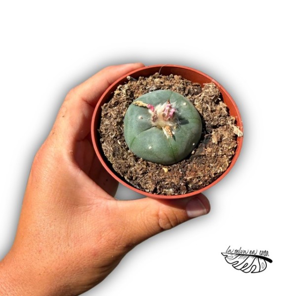Lophophora williamsii MEDIUM