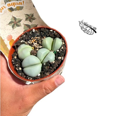 Argyroderma pearsonii