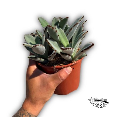 Kalanchoe tomentosa