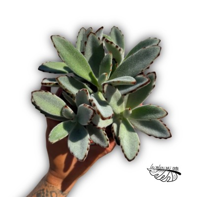 Kalanchoe tomentosa 2