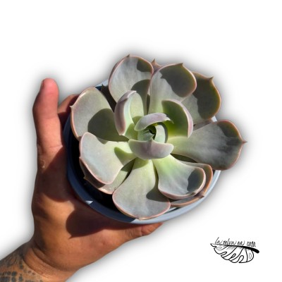 Echeveria sp. hibrido