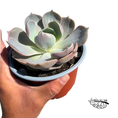 Echeveria sp. hibrido 2