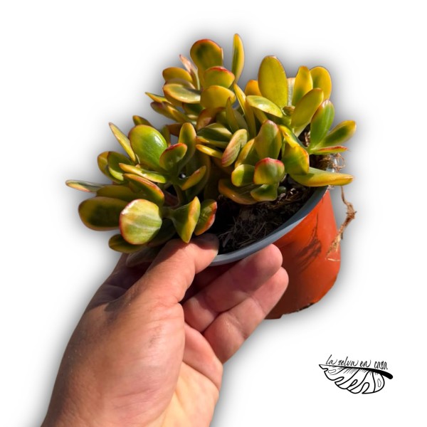 Crassula ovata 'Variegata'