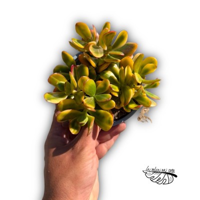 Crassula ovata 'Variegata' 2