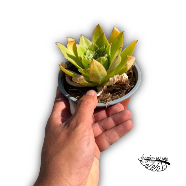 Aeonium SP. (Híbrido)