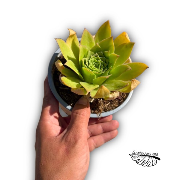 Aeonium SP. (Híbrido)