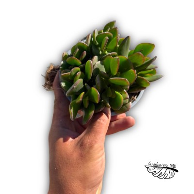 Crassula ovata 'HOJA ANCHA’