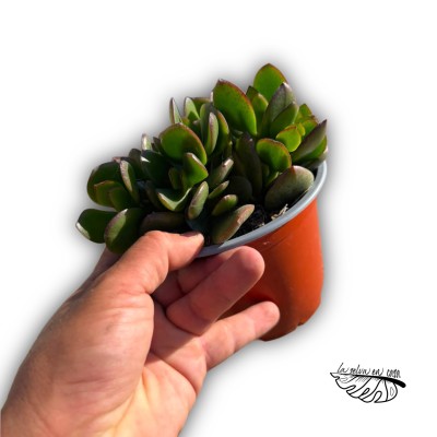 Crassula ovata 'HOJA ANCHA’ 2
