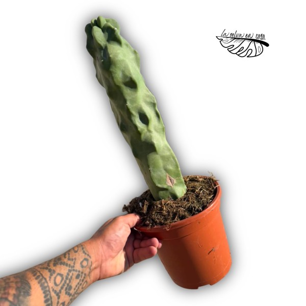 Lophocereus schottii f. monstrosa MEDIUM