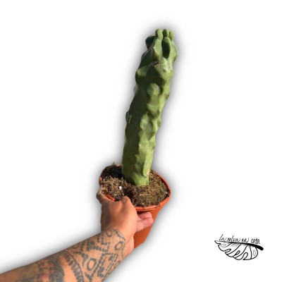Lophocereus schottii f. monstrosa MEDIUM 2