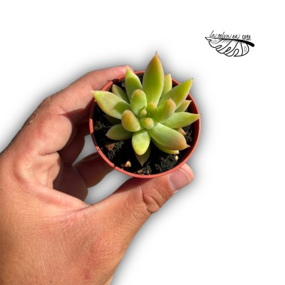 Echeveria tolimanensis
