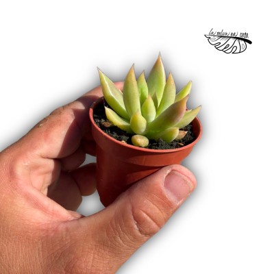 Echeveria tolimanensis 2