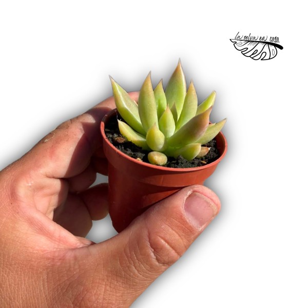 Echeveria tolimanensis