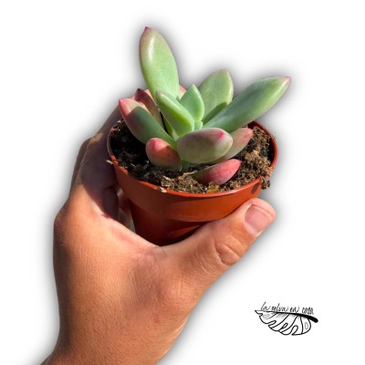 Pachyveria 'Dr. Cornelius' 2