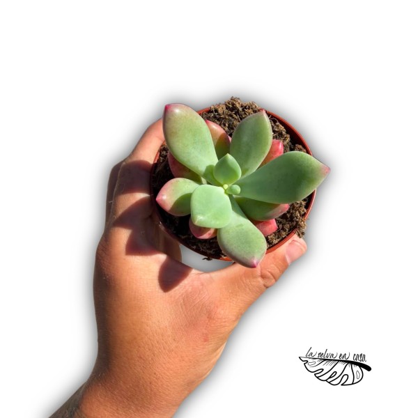 Pachyveria 'Dr. Cornelius'