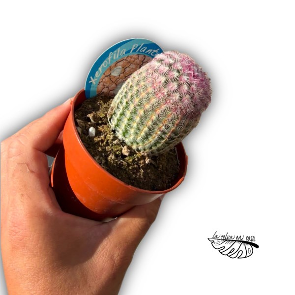 Echinocereus rigidissimus