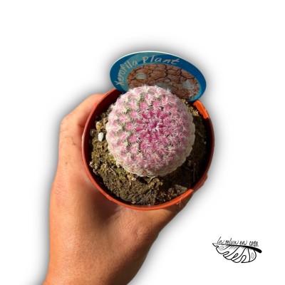 Echinocereus rigidissimus 2