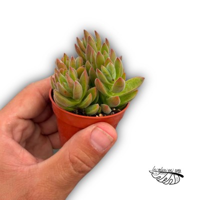 Crassula lanuginosa