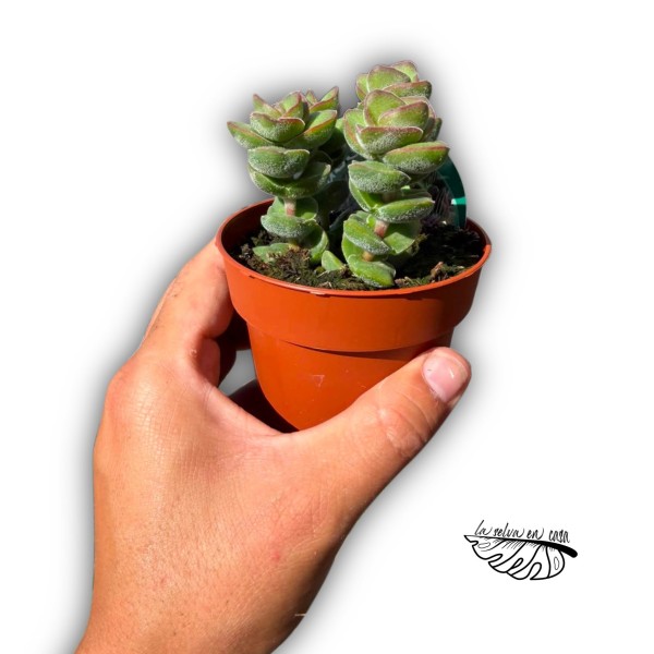 Crassula 'Jade Tower'