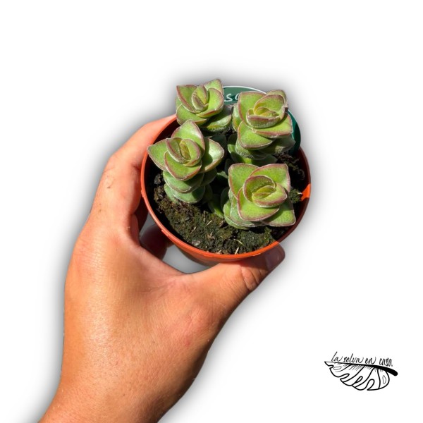 Crassula 'Jade Tower'