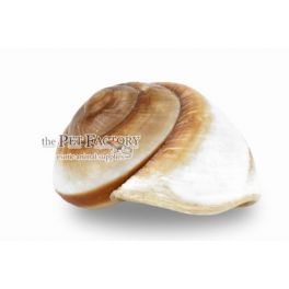 Concha de caracol - Cappuccino Grande
