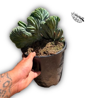 Myrtillocactus geometrizans f. cristata