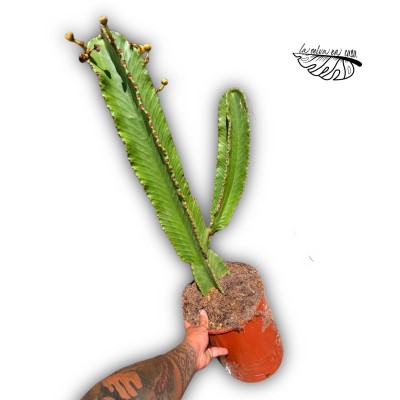 Euphorbia ingens