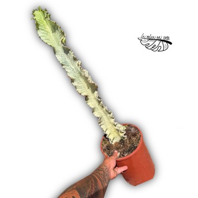 Euphorbia marmorata