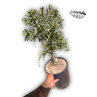 Euphorbia stenoclada