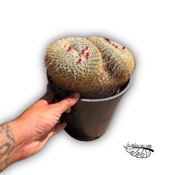 Mammillaria muehlenpfordtii