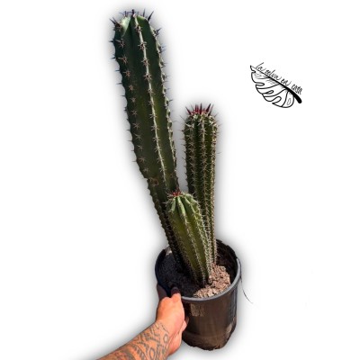 Pachycereus pecten-aboriginum