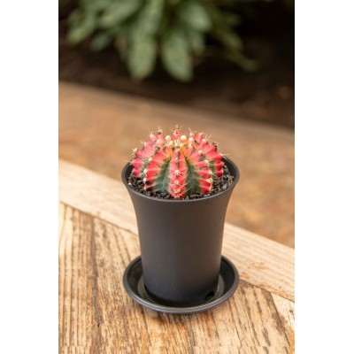 Gymnocalycium japan 'Multicolor' 2