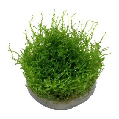 Vesicularia montagnei, Christmas Moss 2