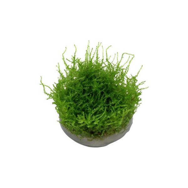 Musgo de Java Vesicularia sp. Taiwan, Taiwan Moss