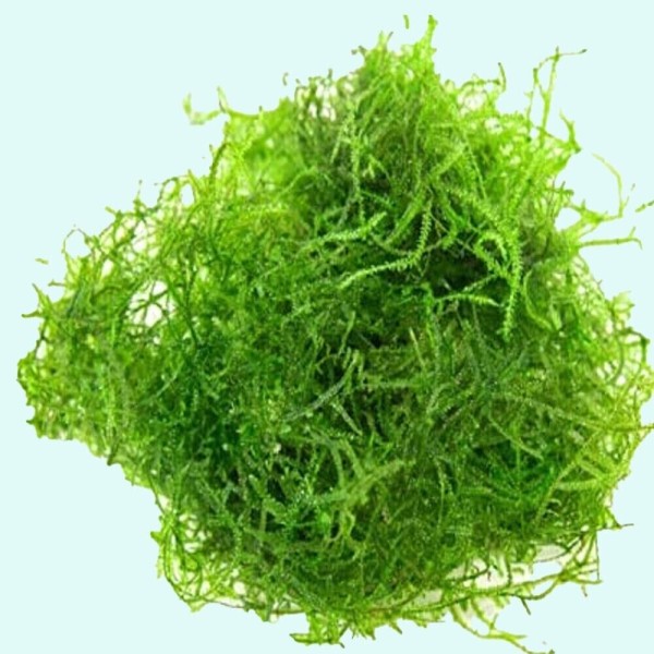 Musgo de Java Vesicularia sp. Taiwan, Taiwan Moss