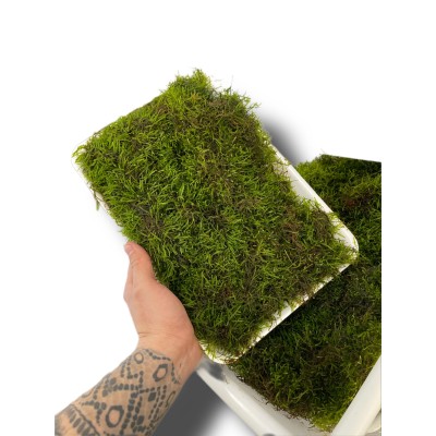 Vesicularia dubyana  Jawa moss 2