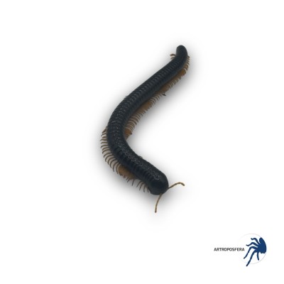 Alienostreptus bicoloripes YELLOW LEG 2