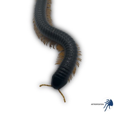 Alienostreptus bicoloripes YELLOW LEG
