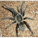 Haplopelma vonwirthi 2