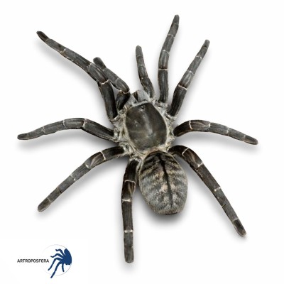 Haplopelma vonwirthi