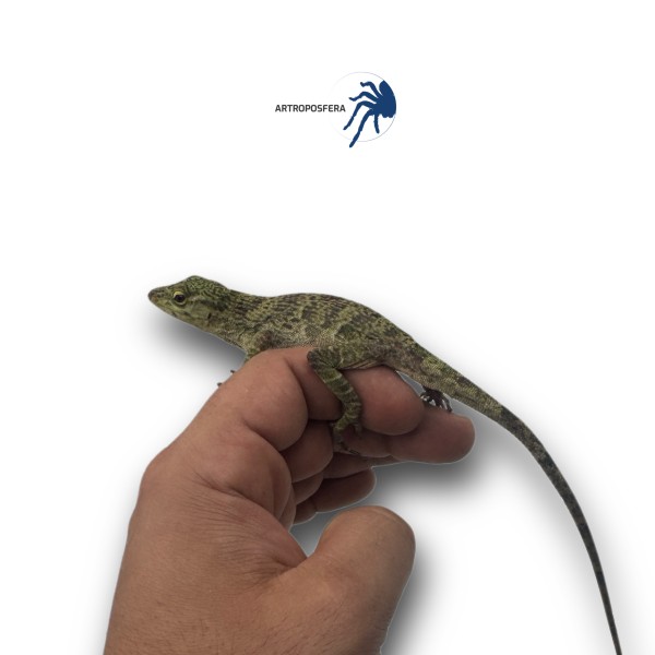 Anolis biporcatus