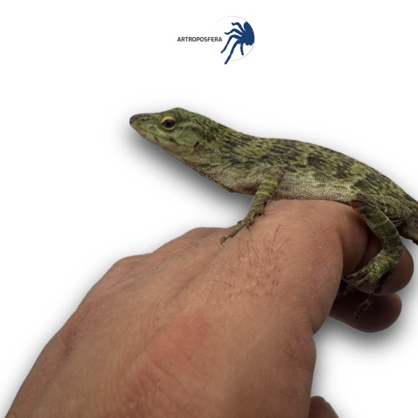 Anolis biporcatus