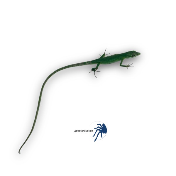 Takydromus dorsalis