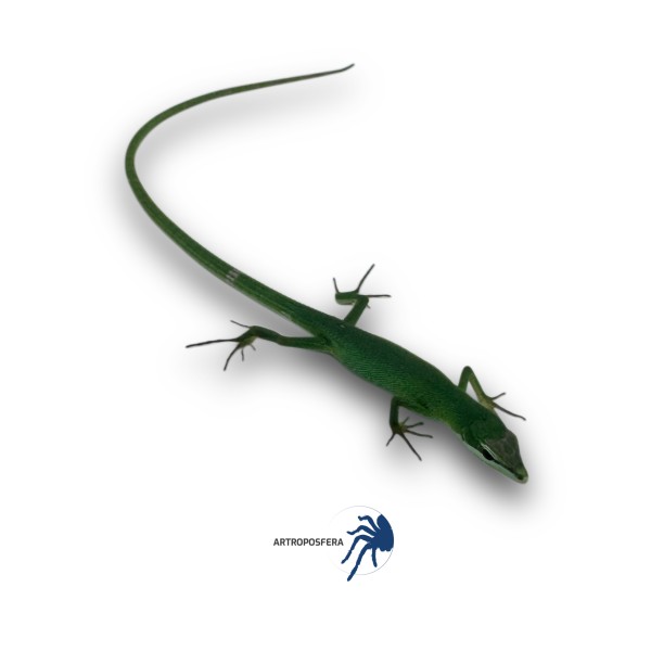Takydromus dorsalis