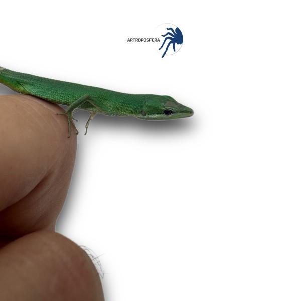 Takydromus dorsalis