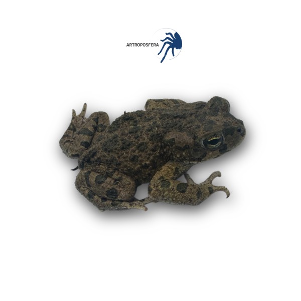 Bufotes boulengeri
