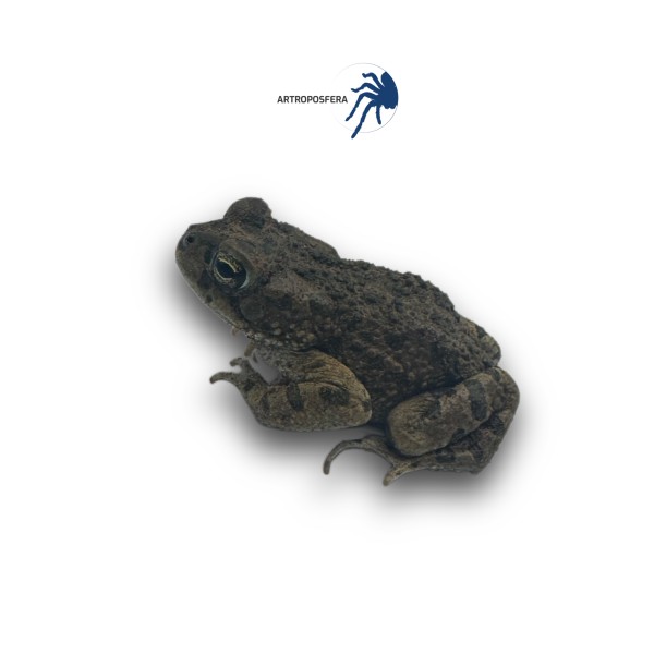 Bufotes boulengeri