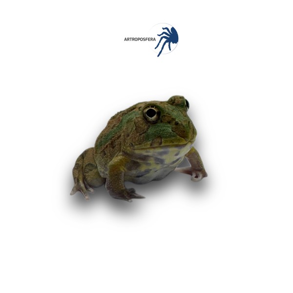 Ceratophrys perotti
