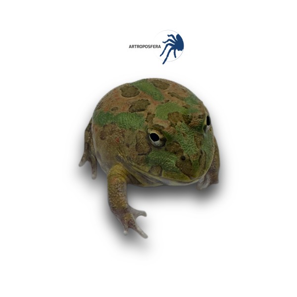 Ceratophrys perotti