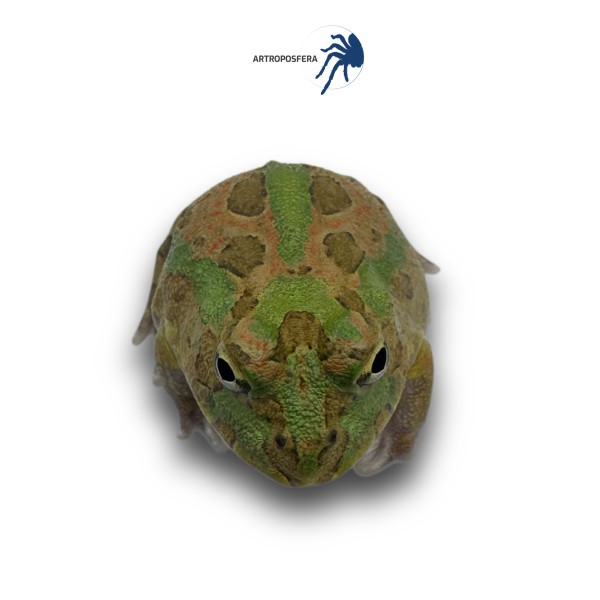 Ceratophrys perotti